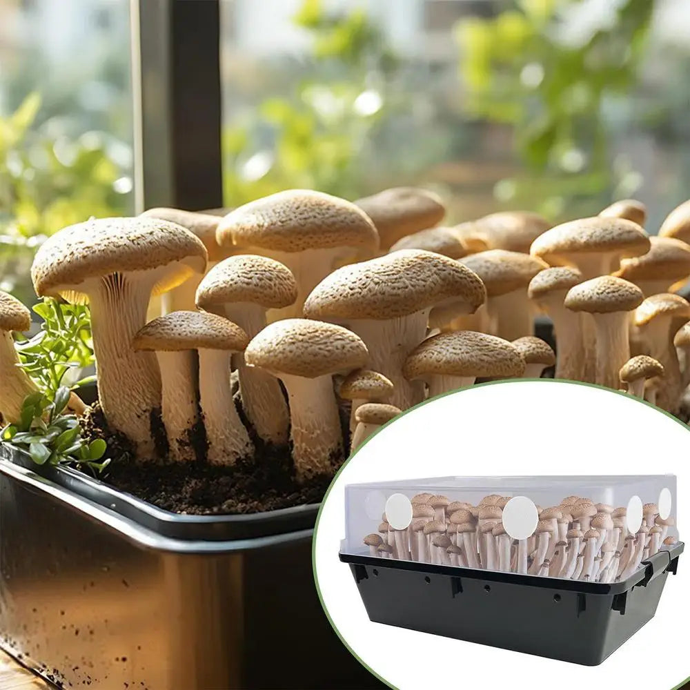 Mushroom Filter Patch Pads