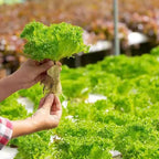 Indoor Hydroponic Planter Kit