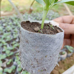 Biodegradable Nursery Grow Bags