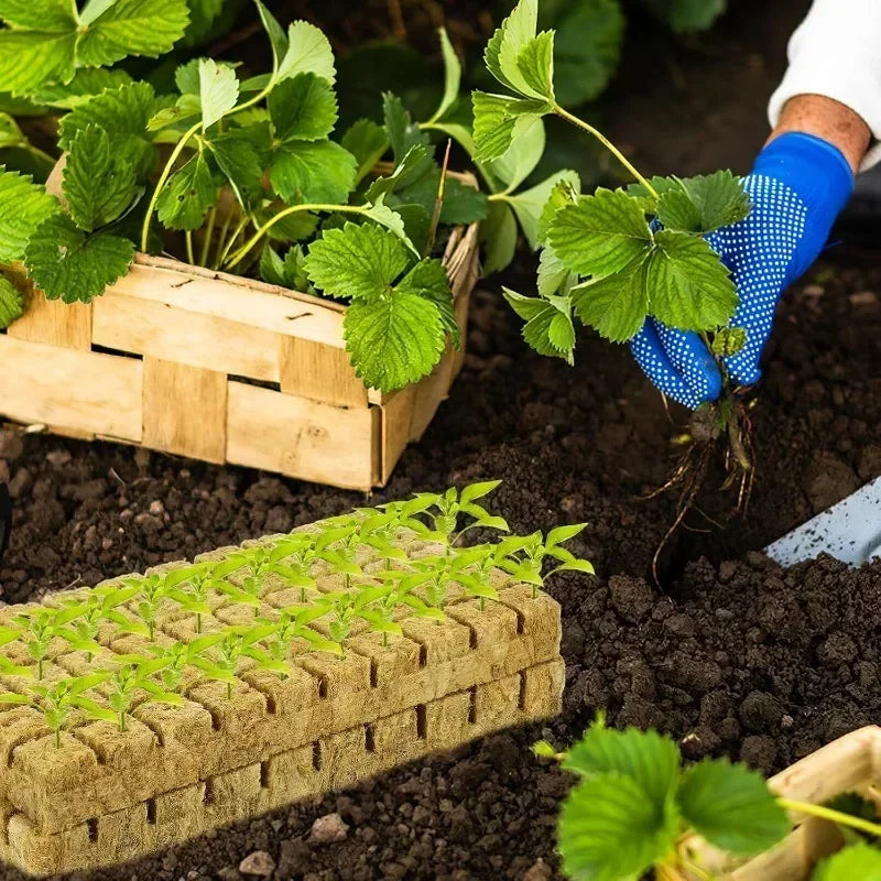 Indoor Hydroponic Planter Kit