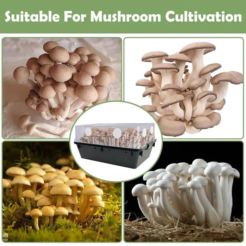 Mushroom Filter Patch Pads