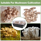 Mushroom Filter Patch Pads