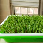 Microgreens Sprouting Tray Set
