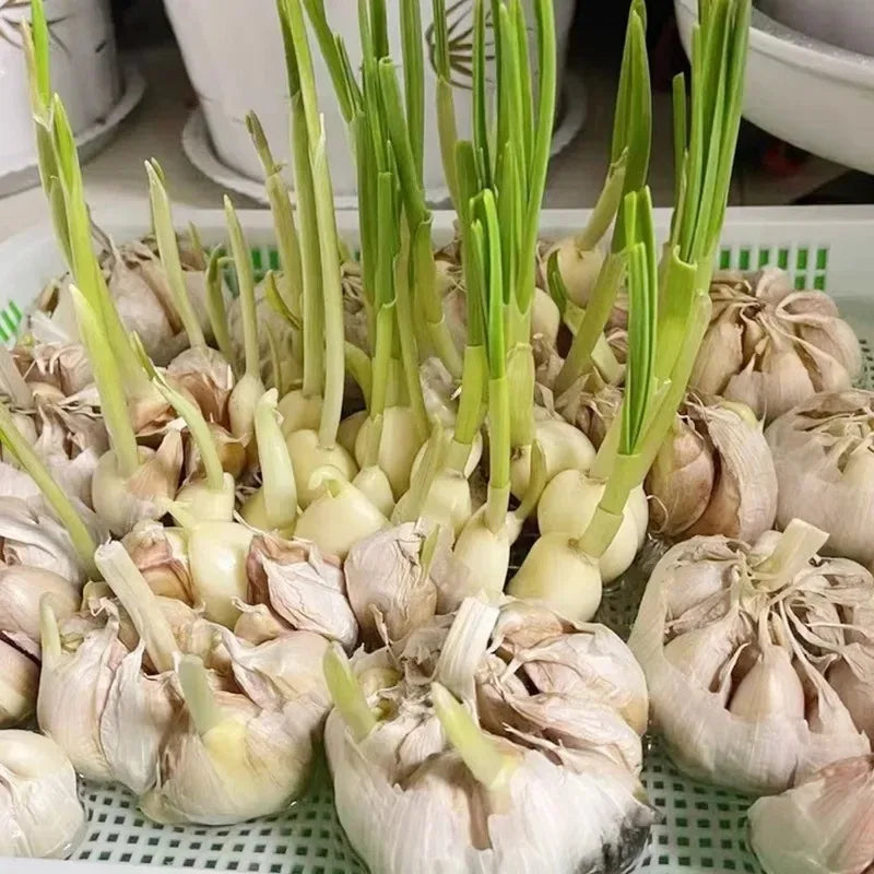 Microgreens Sprouting Tray Set