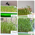 Microgreens Sprouting Tray Set