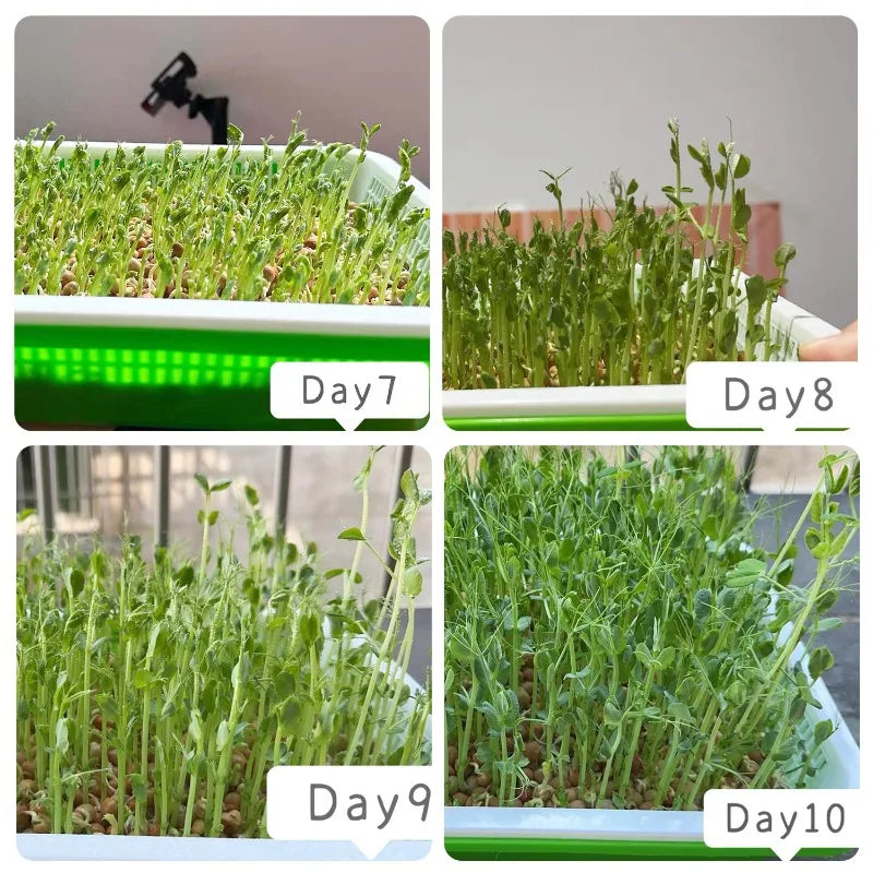 Microgreens Sprouting Tray Set