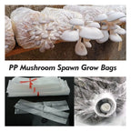 Mushroom Spawn Grow Kit