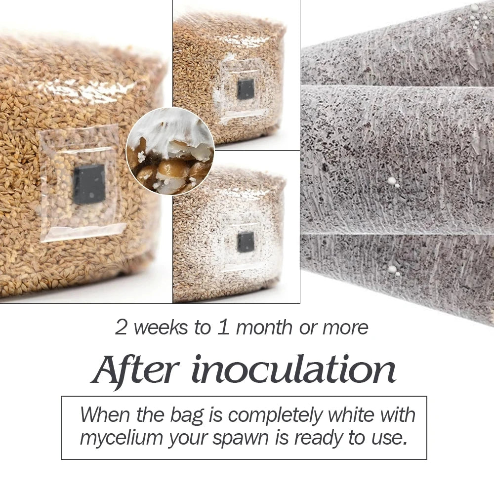 Mushroom Spawn Grow Bag