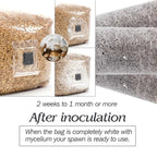 Mushroom Spawn Grow Bag