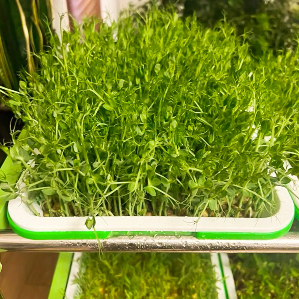Microgreens Sprouting Tray Set