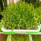 Microgreens Sprouting Tray Set