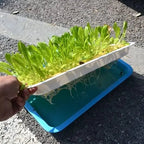 Hydroponic Grow Sponges Blocks