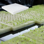 Hydroponic Grow Sponges Blocks