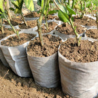 Biodegradable Nursery Grow Bags