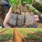 Biodegradable Nursery Grow Bags