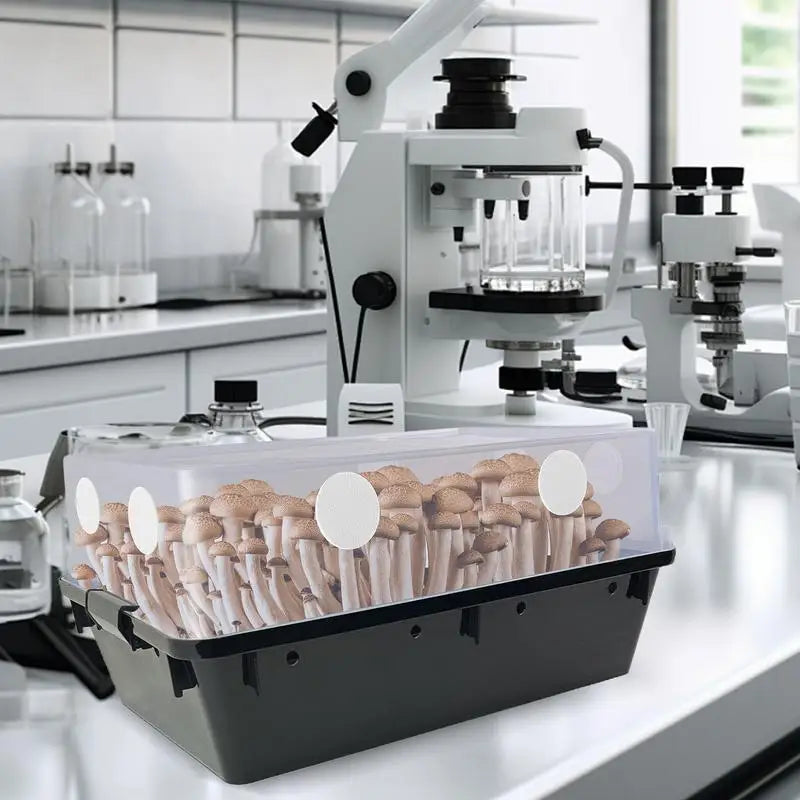 Mushroom Filter Patch Pads